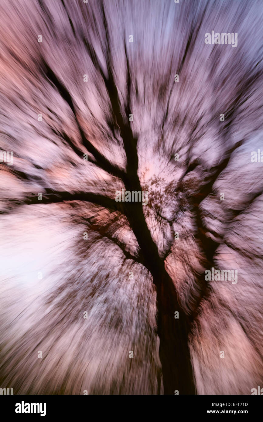 Zoom blur shot of an English oak tree at sunset Stock Photo