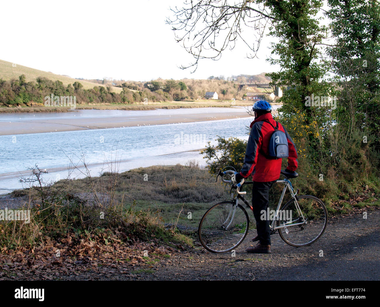 Cyclist on the Camel Trail, stopped to look at the view of the Camel Estuary near Wadebridge, Cornwall, UK Stock Photo