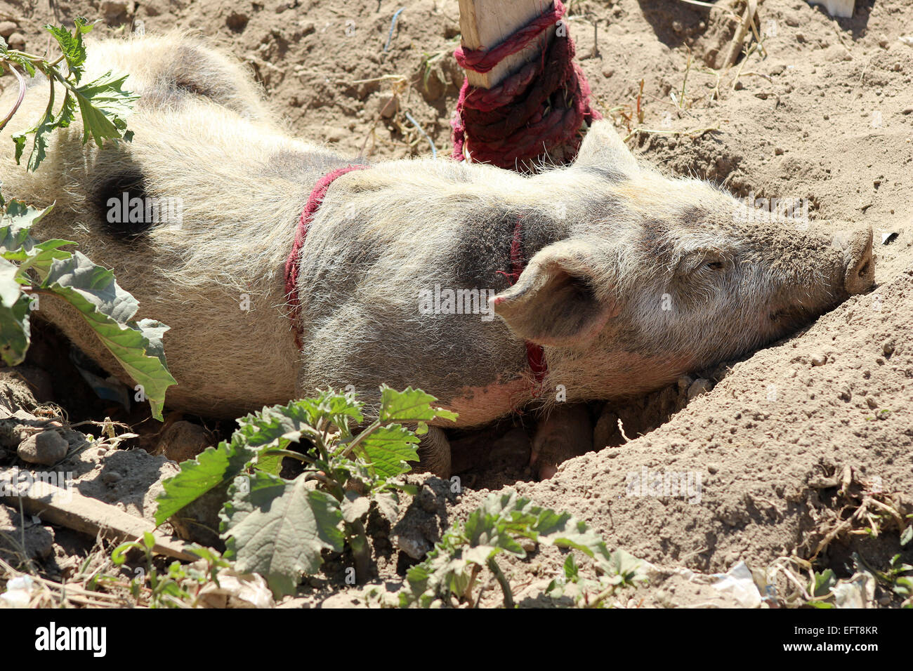 A pig wallowing in mud on a farm in Cotacachi, Ecuador Stock Photo