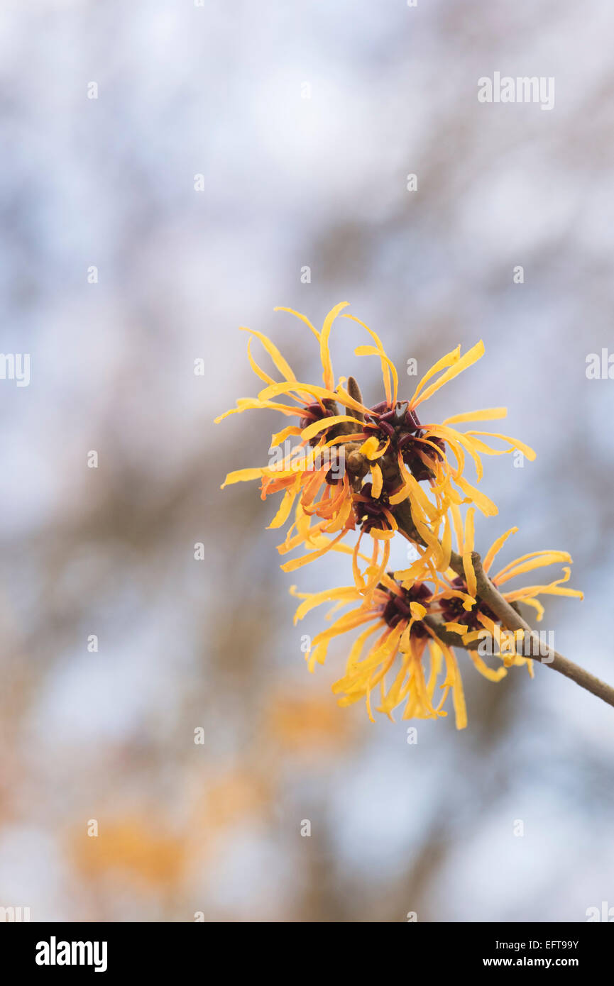 Hamamelis x Intermedia Harry. Witch hazel 'Harry' flowering in winter ...