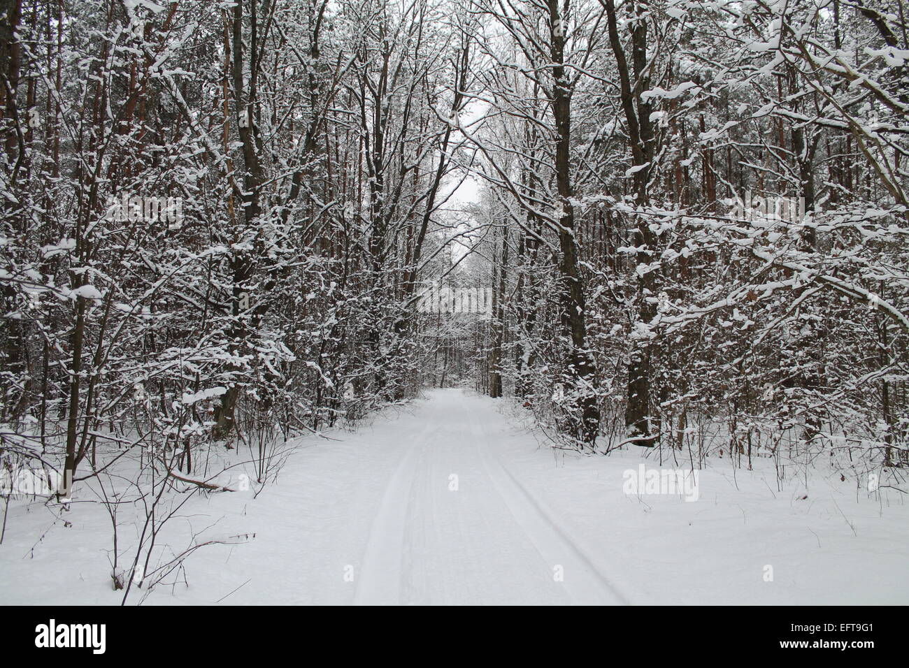 forest road through the covering white shine snow wood Stock Photo