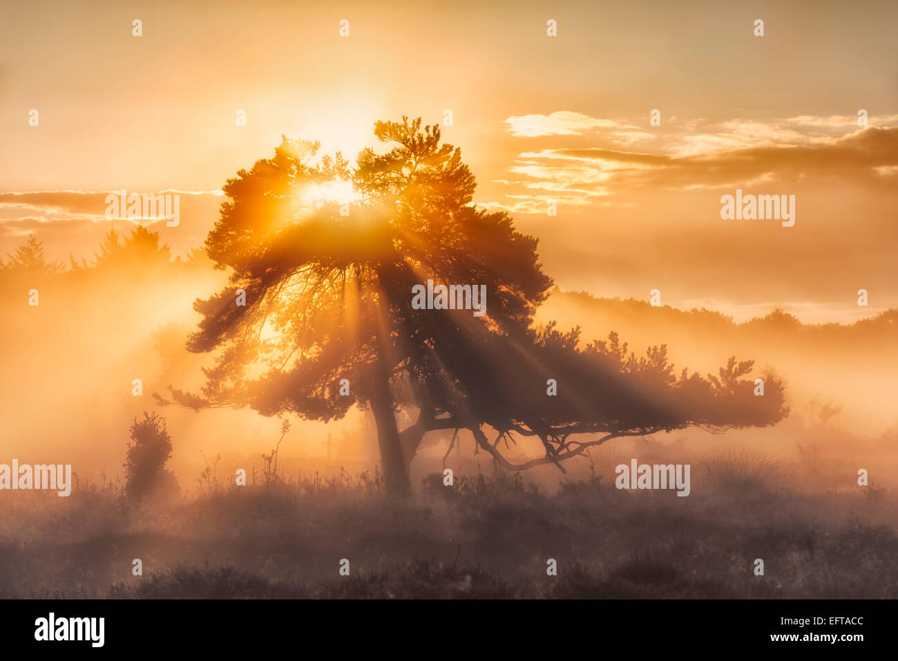 The power of nature. Morning sun shines through a tree with bright golden rays of sun light on an autumn morning with fog. Stock Photo