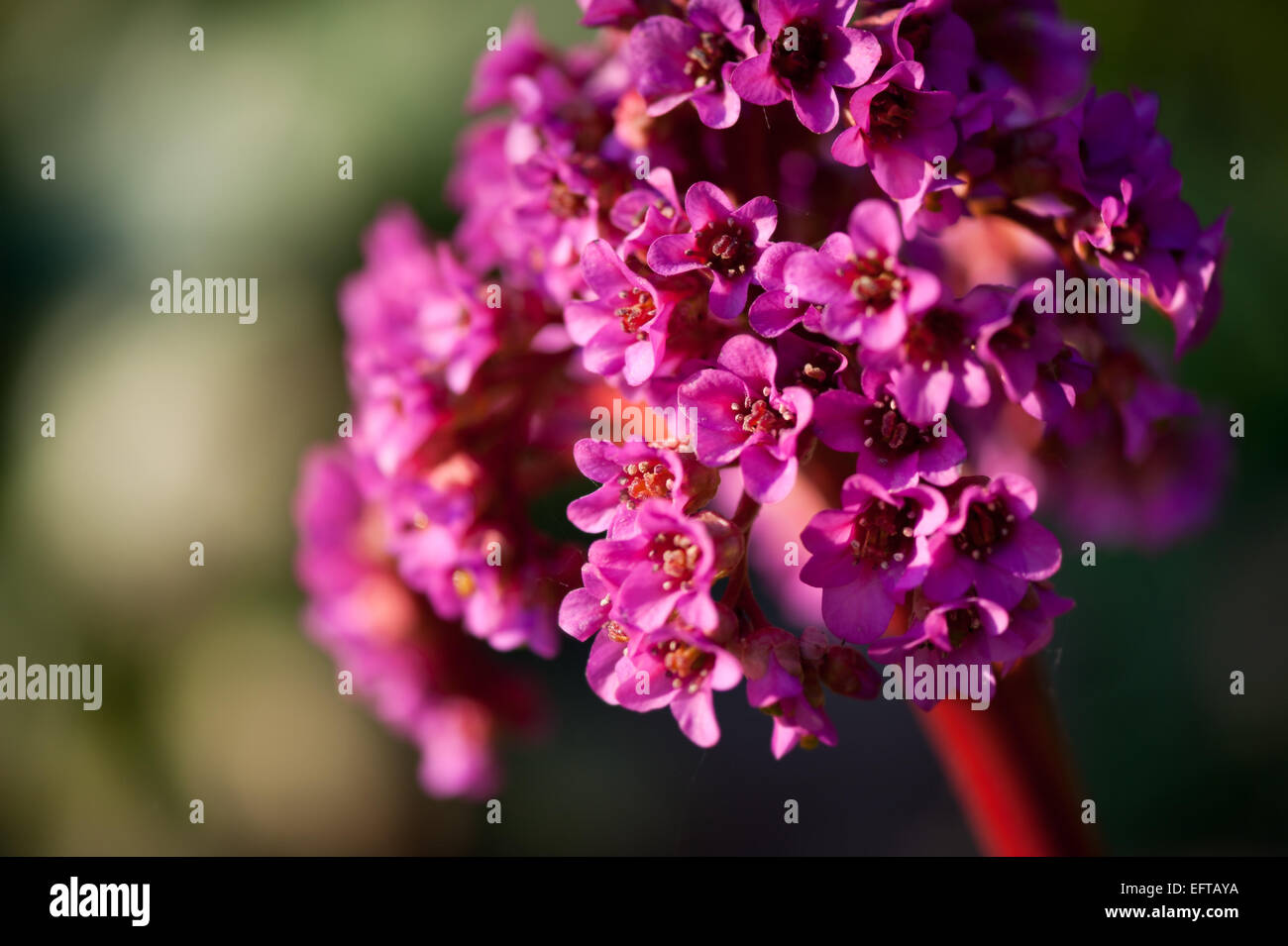 Pink Bergenia flowering plant detail Stock Photo