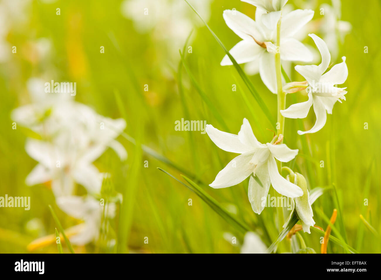 White Ornithogalum nutans pretty bloom in spring Stock Photo