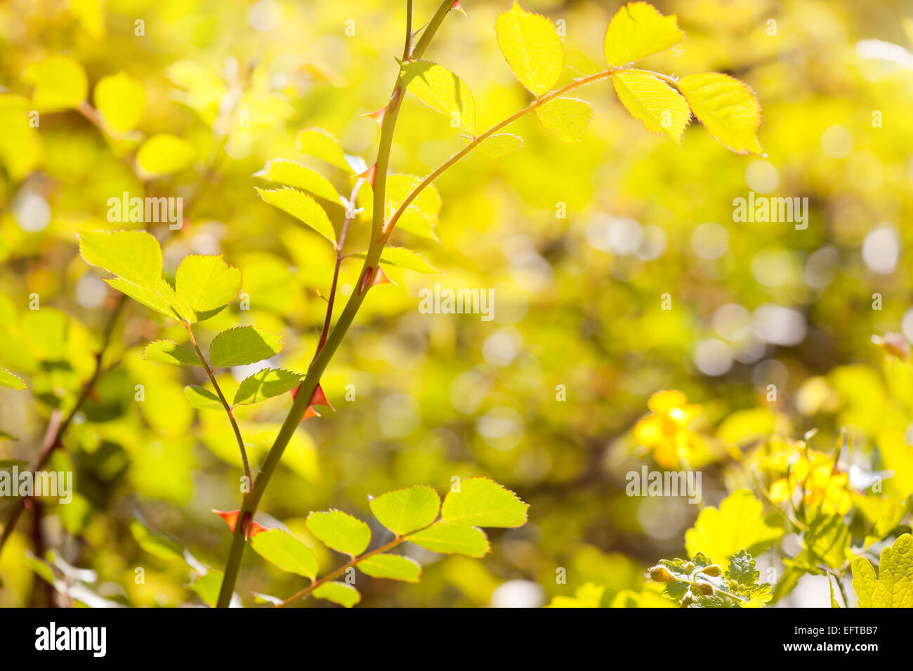 Wild rose foliage and prickles in spring Stock Photo
