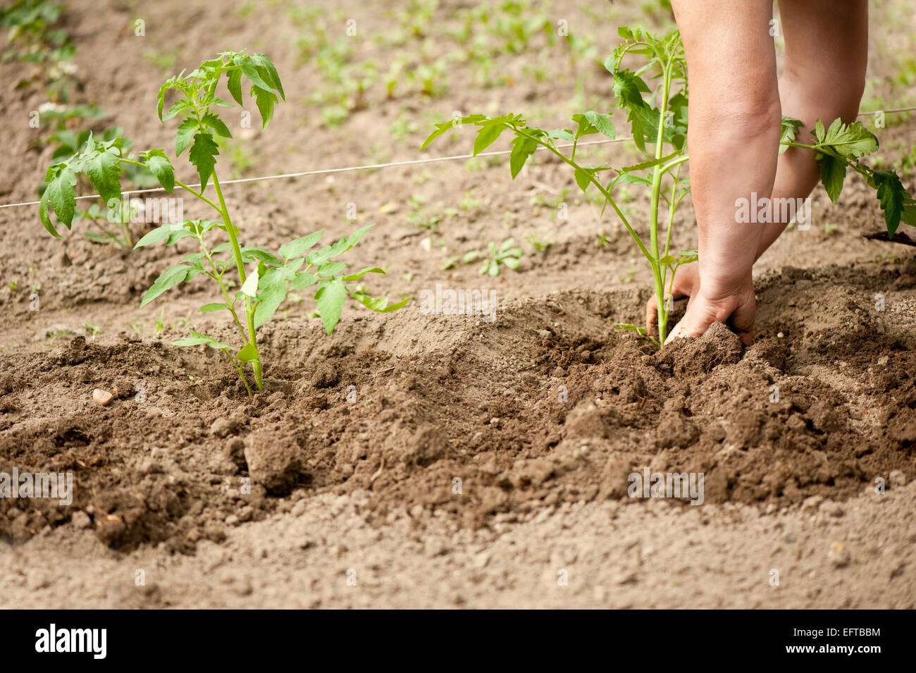 Woman planting tomato seedlings into the ground Stock Photo Alamy