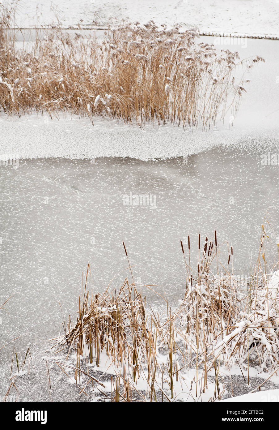 Typha reeds winter season Stock Photo