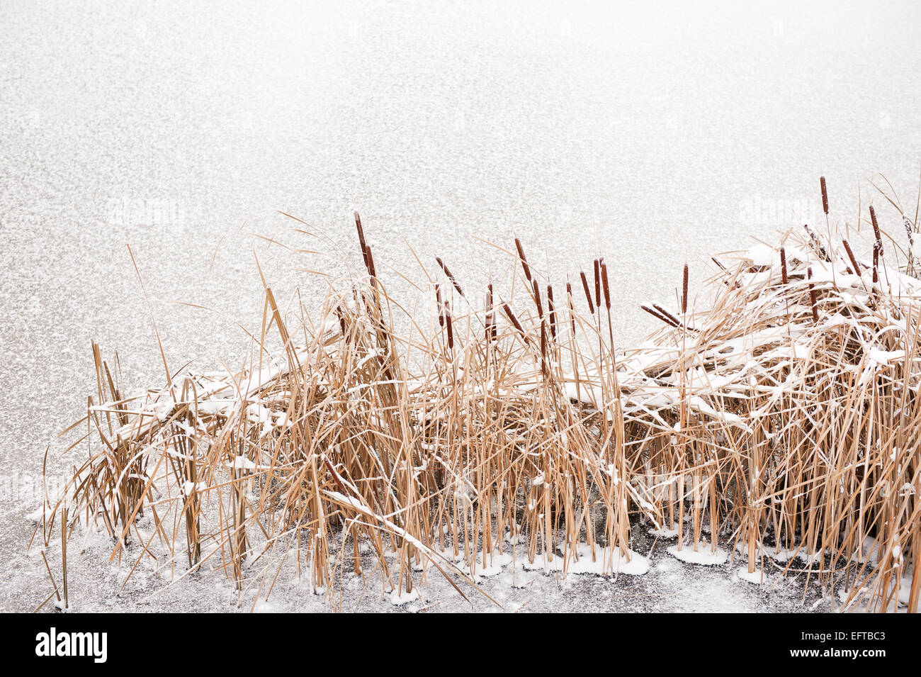 Typha reeds at frozen lake in winter season Stock Photo