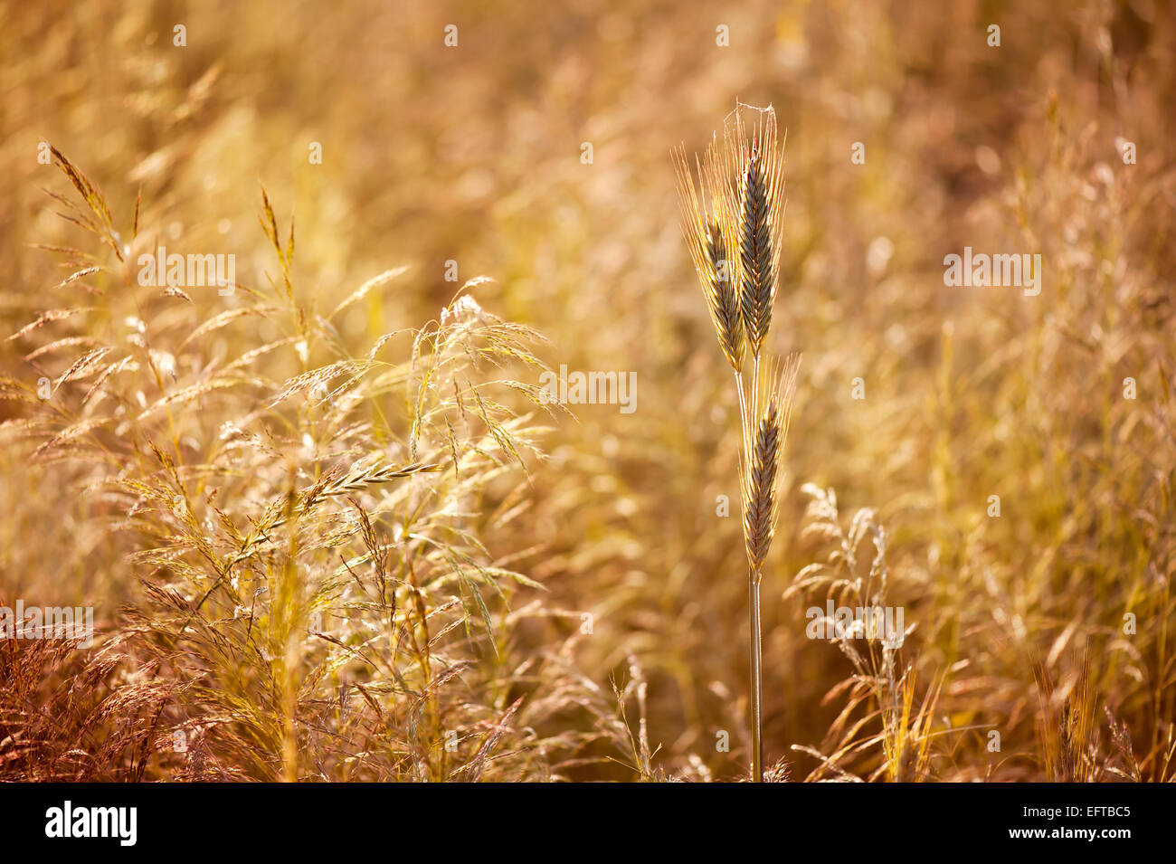 Golden cereal plant photo Stock Photo
