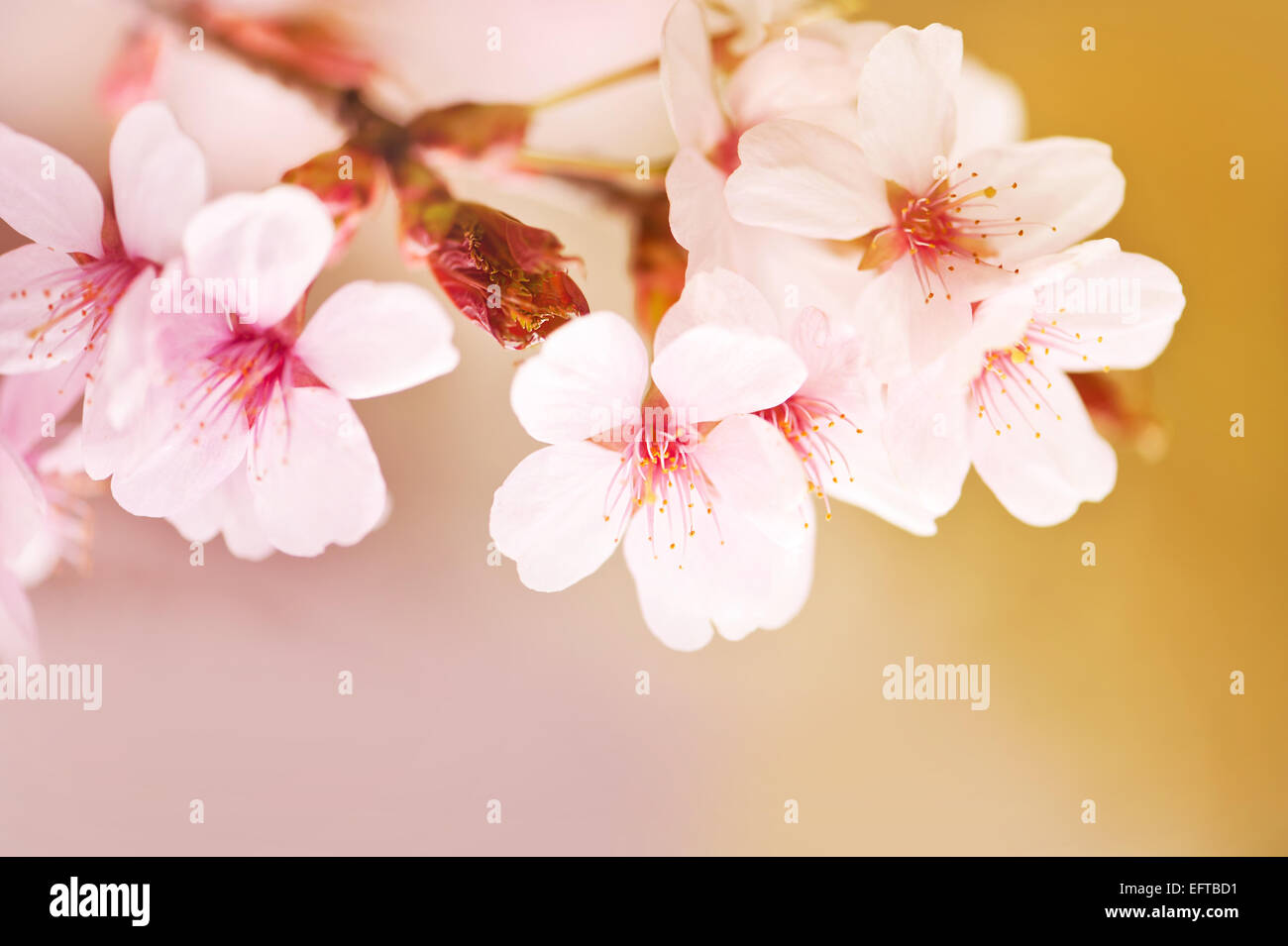 Blooming fairy cherry tree flowers Stock Photo