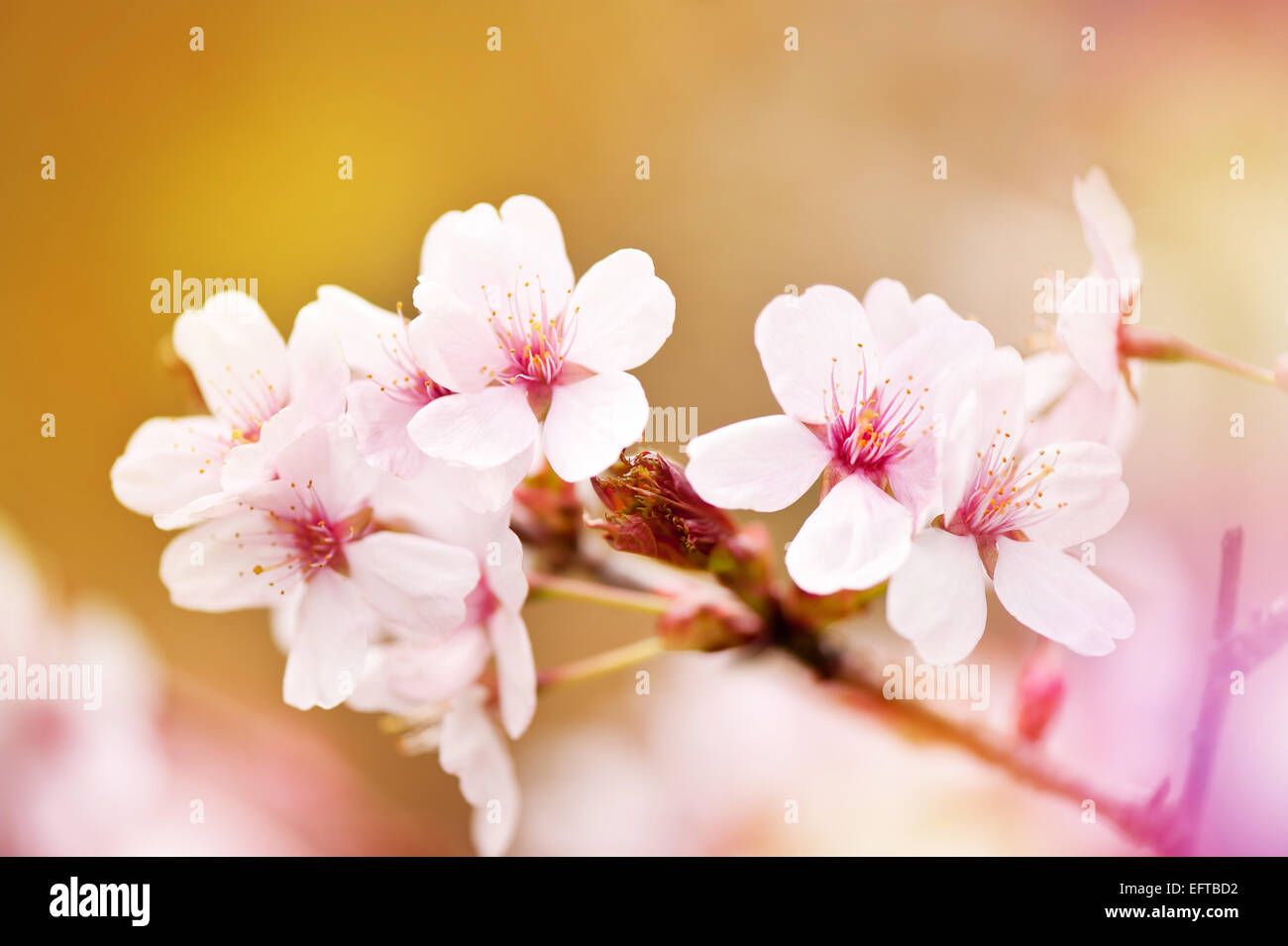 Blooming fairy cherry tree flowers detail Stock Photo