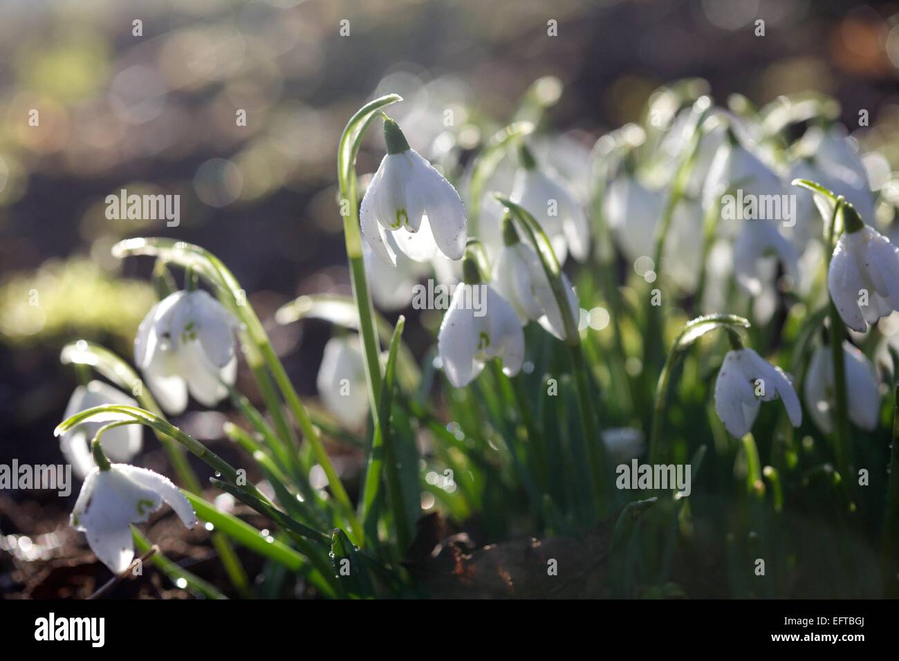 snowdrops in spring time Stock Photo