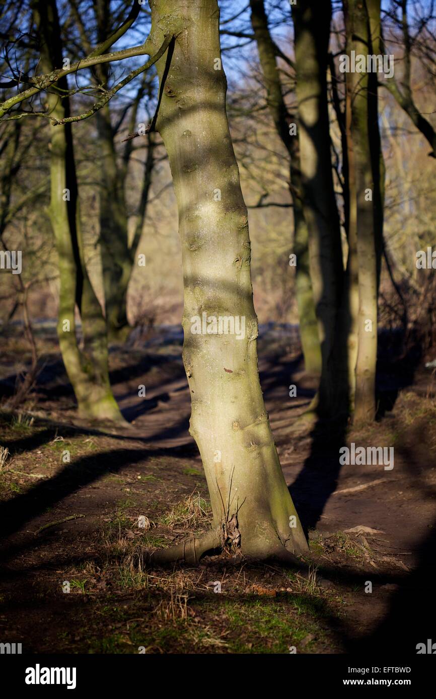 trees in a woodland setting Stock Photo - Alamy