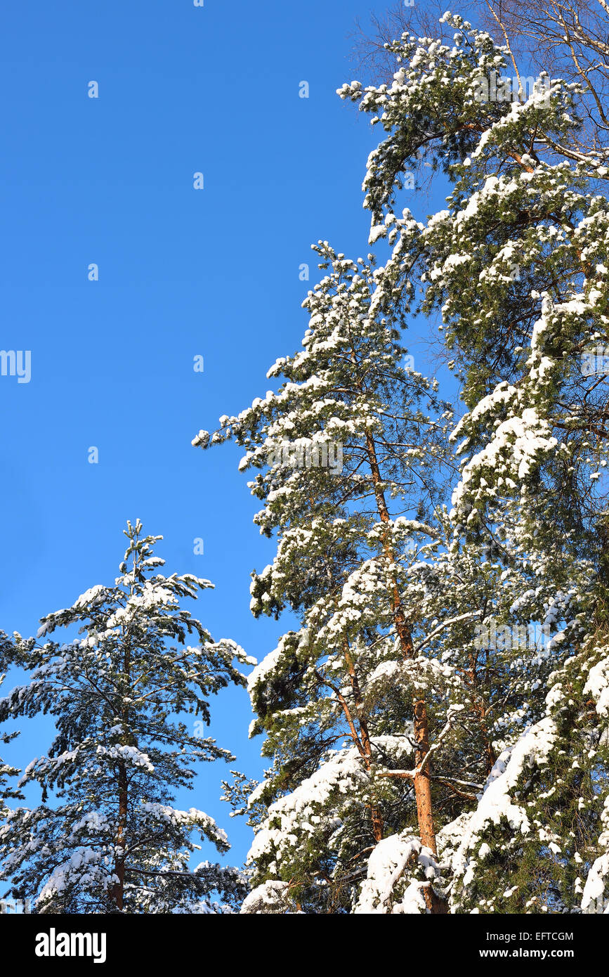 Pine trees covered with snow on blue sky background Stock Photo - Alamy