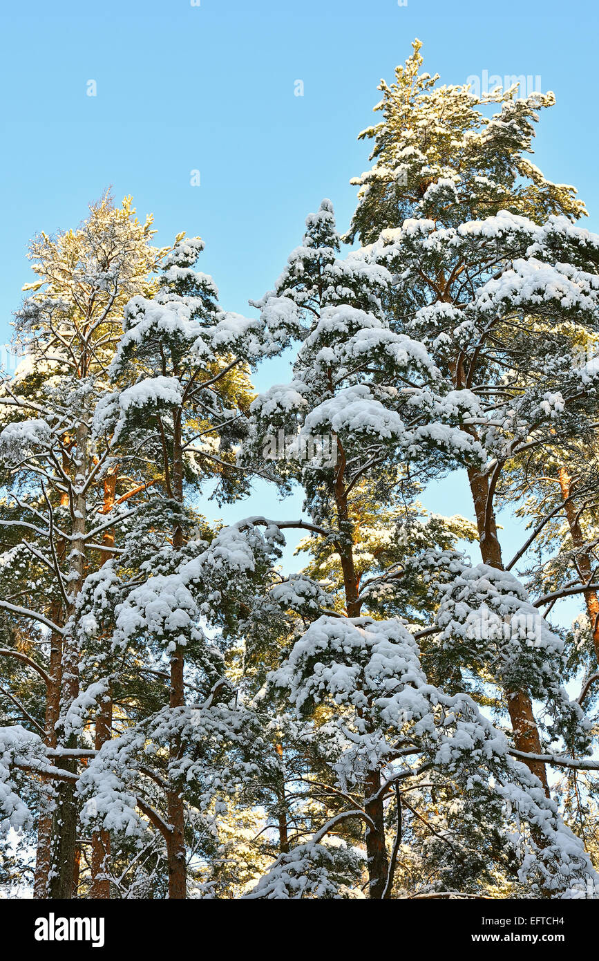 Pine trees covered with snow on blue sky background Stock Photo - Alamy