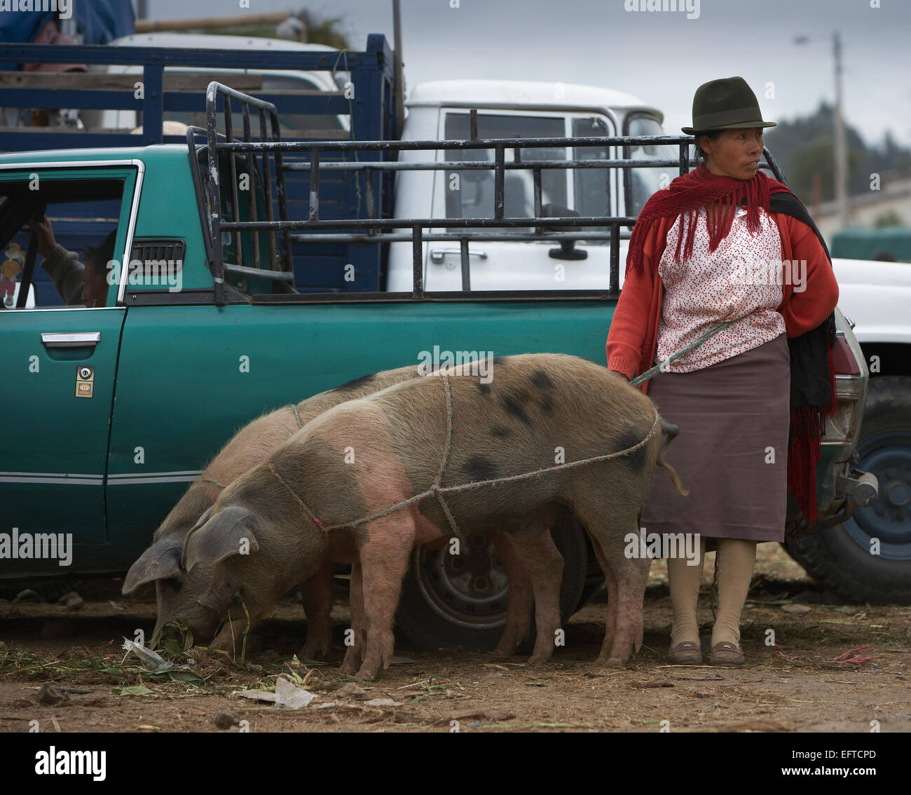 Kichwas or Quichuas Indians. Animals for sale at the Saquisili market, Ecuador Stock Photo