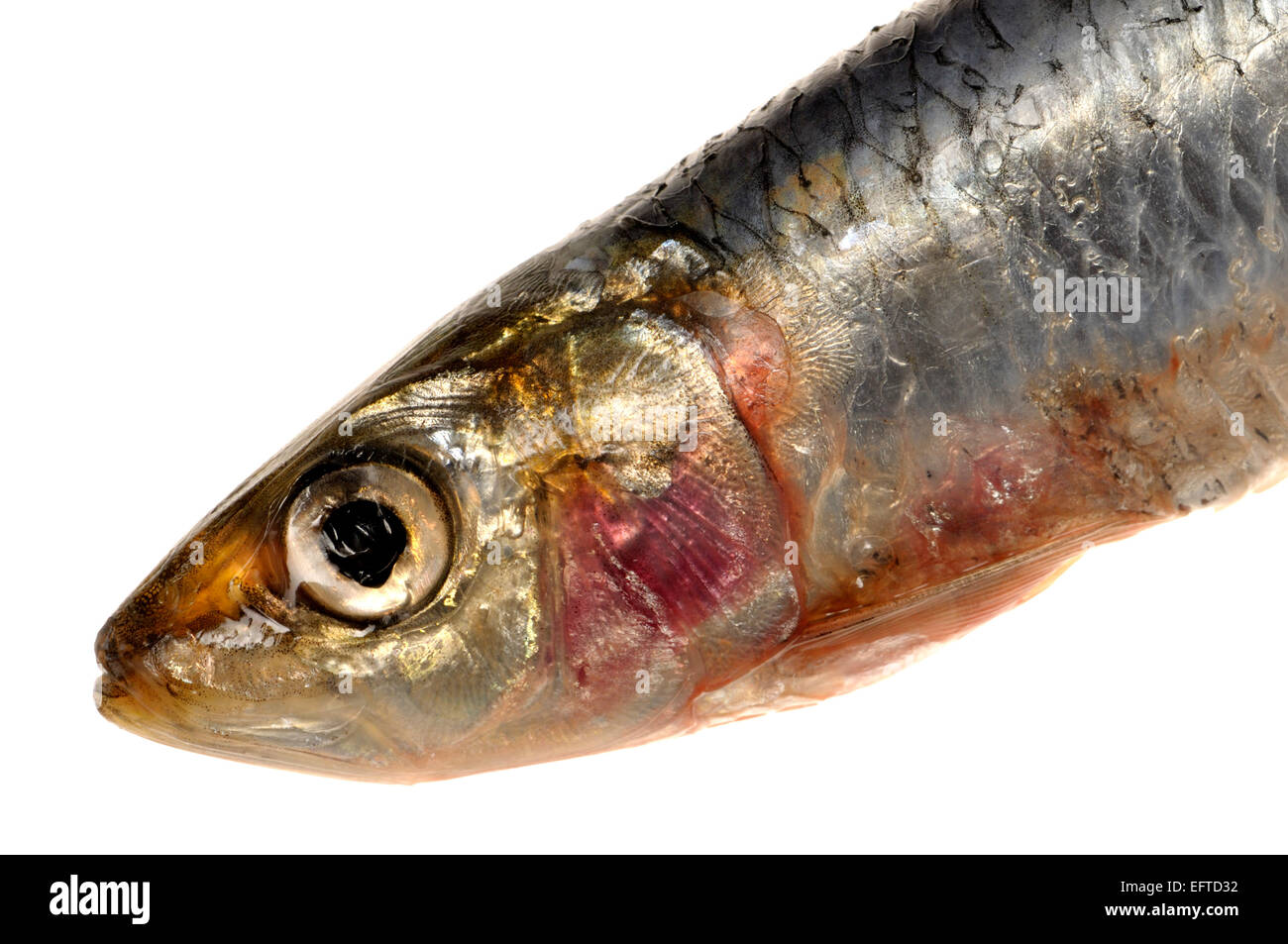 Closeup of fish scales hires stock photography and images Alamy