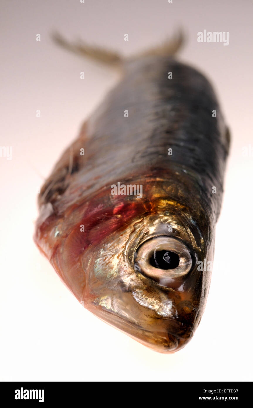 Sardines head hires stock photography and images Alamy
