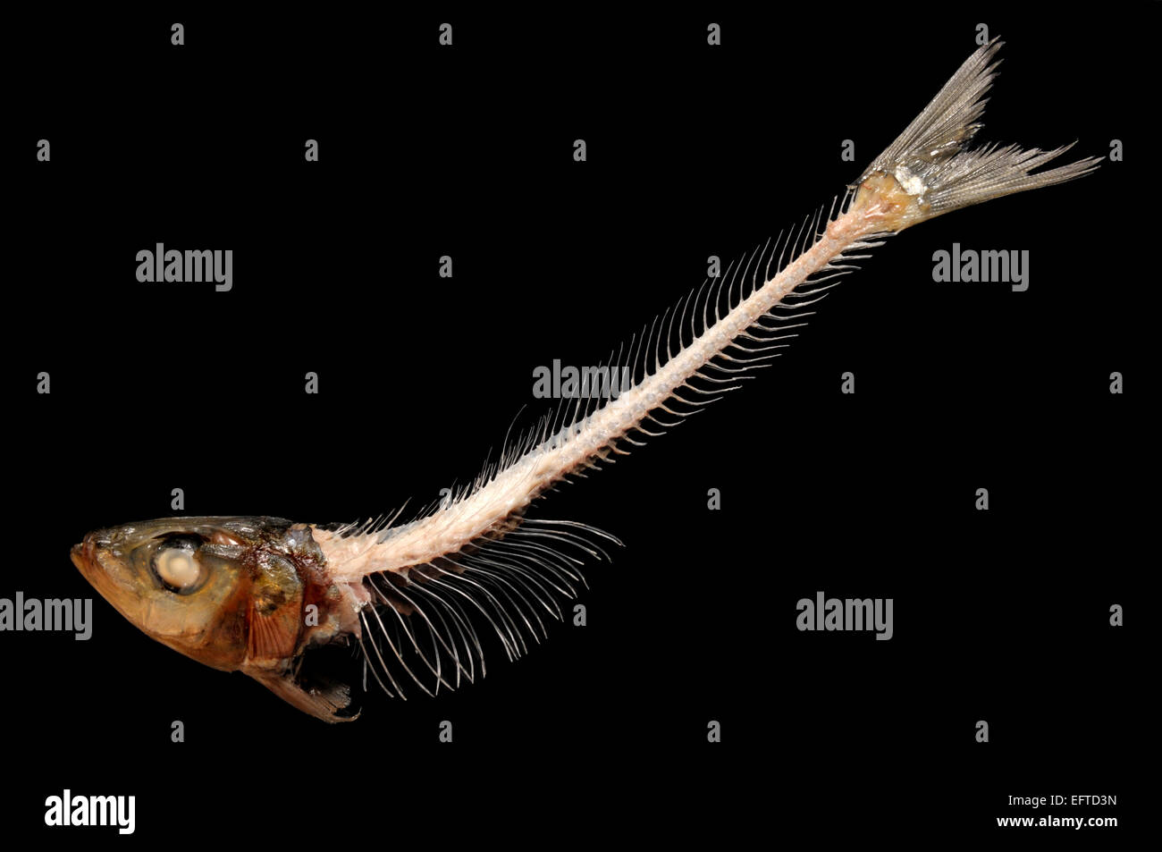 Sardine skeleton with head intact Stock Photo