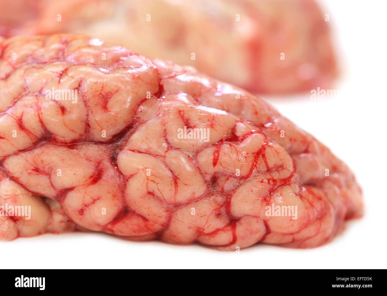 Brain of a cow over white background Stock Photo