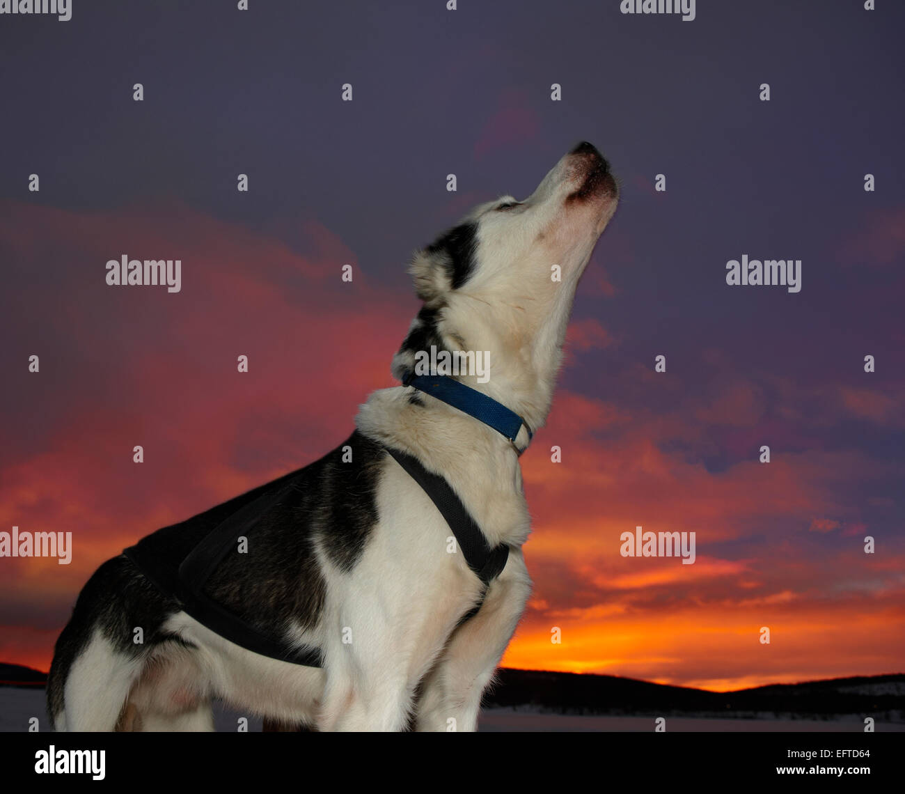 Husky sled dog howling at sunset in Jukkasjarvi, Sweden Stock Photo