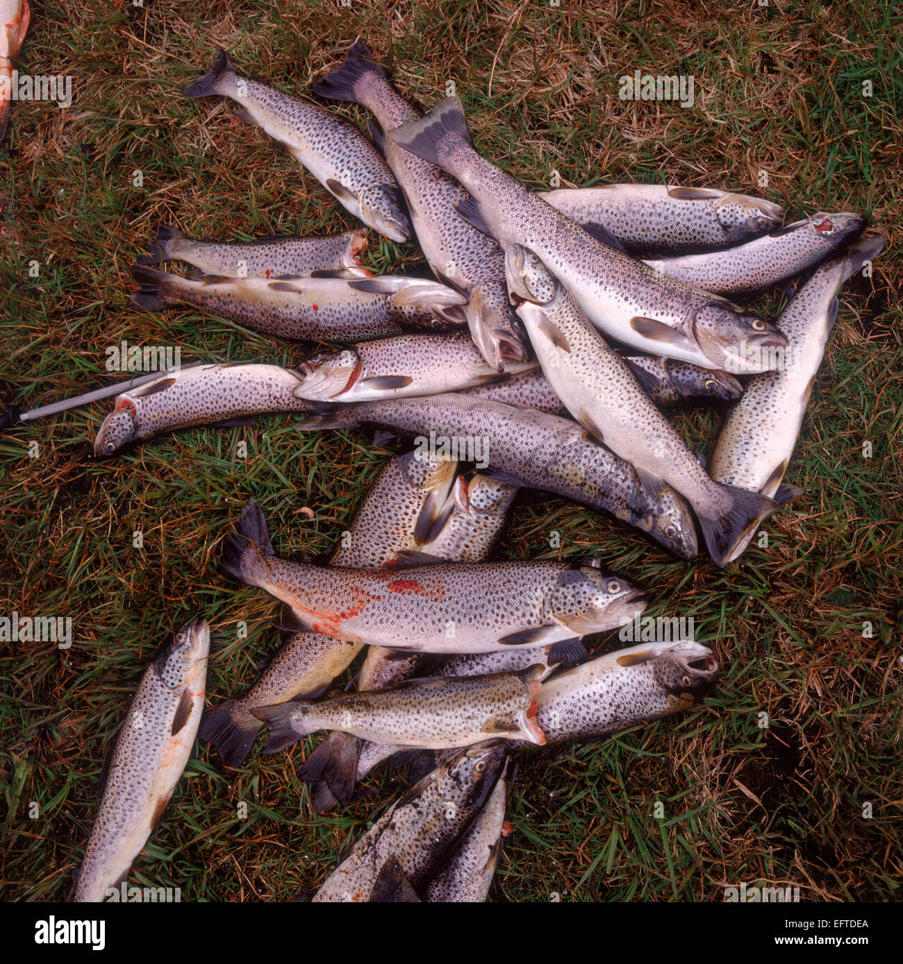 Arctic char or trout freshly caught, Iceland Stock Photo
