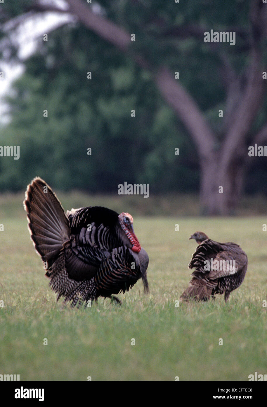 A turkey gobbler strutting for a hen during the spring mating season