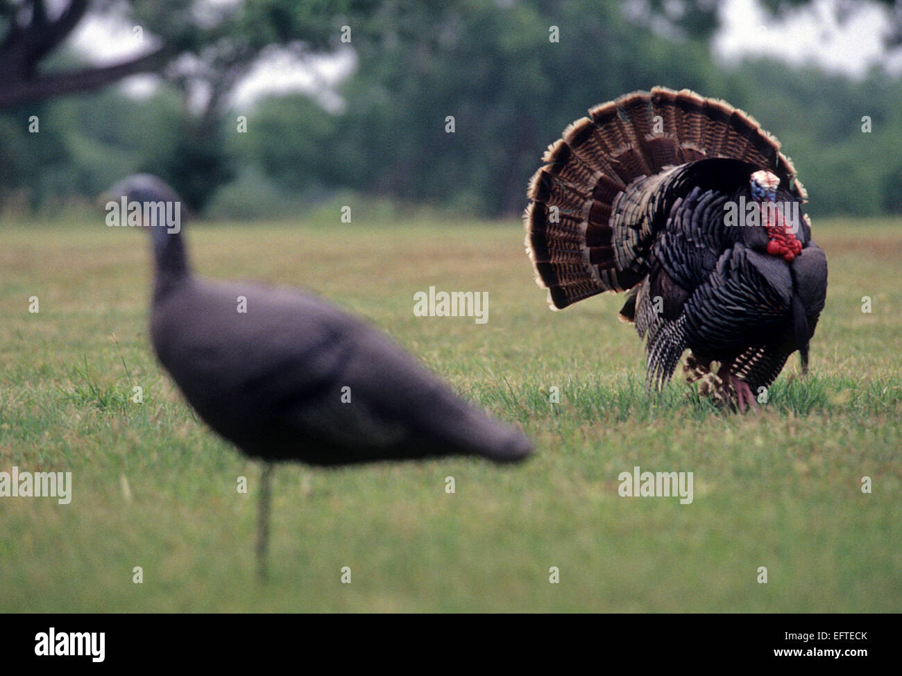 A turkey gobbler strutting for a hen decoy Stock Photo