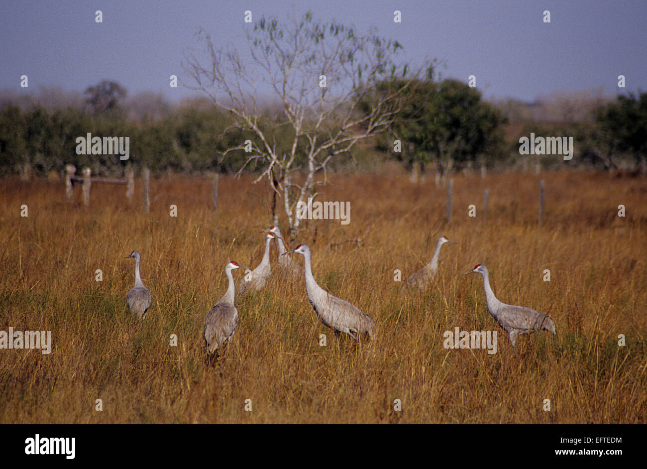 Sandhill cranes in the Texas Panhandle Stock Photo Alamy