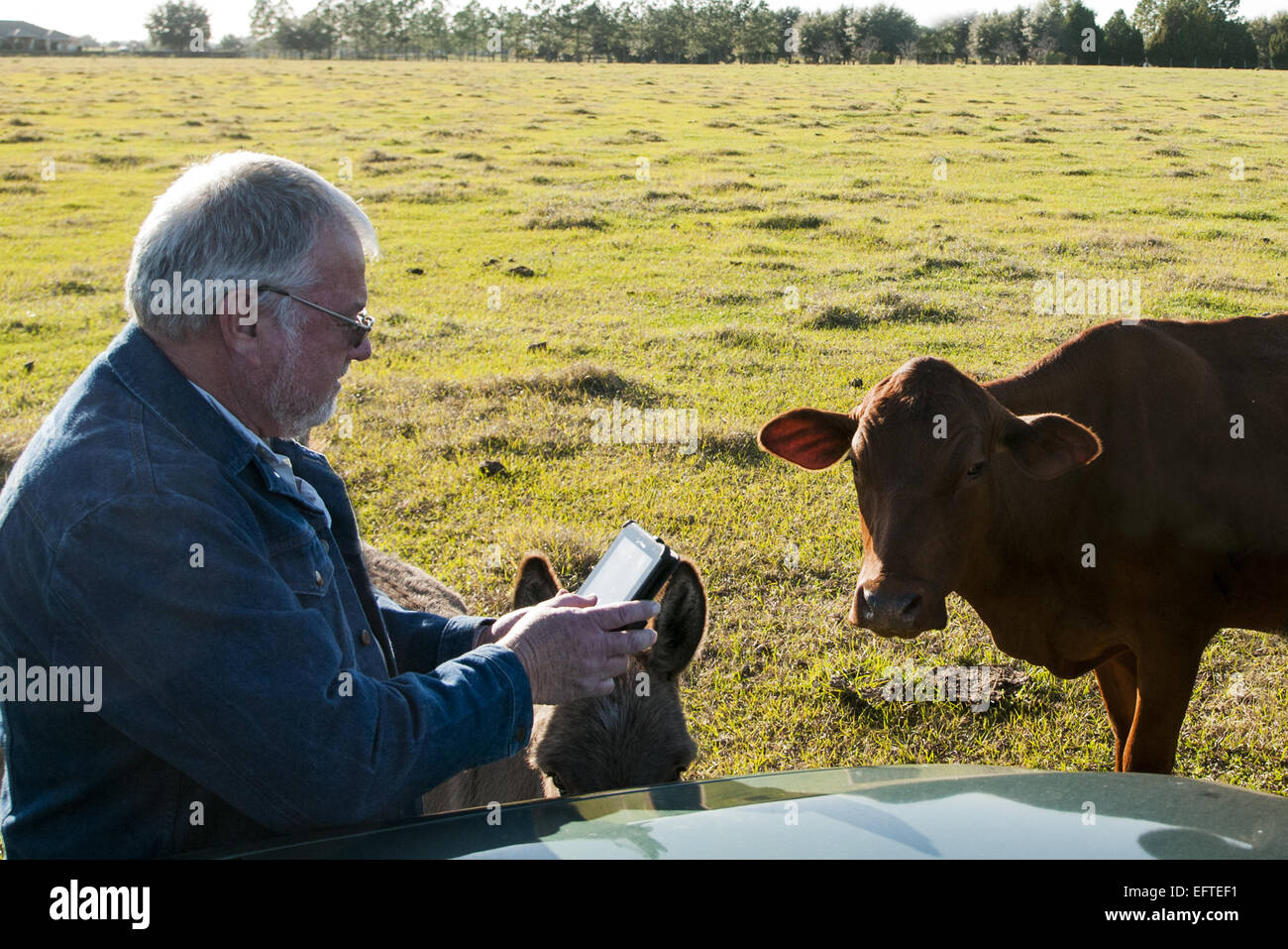 Cattleman is in the pasture with his cows.  He is working with a tablet. Stock Photo