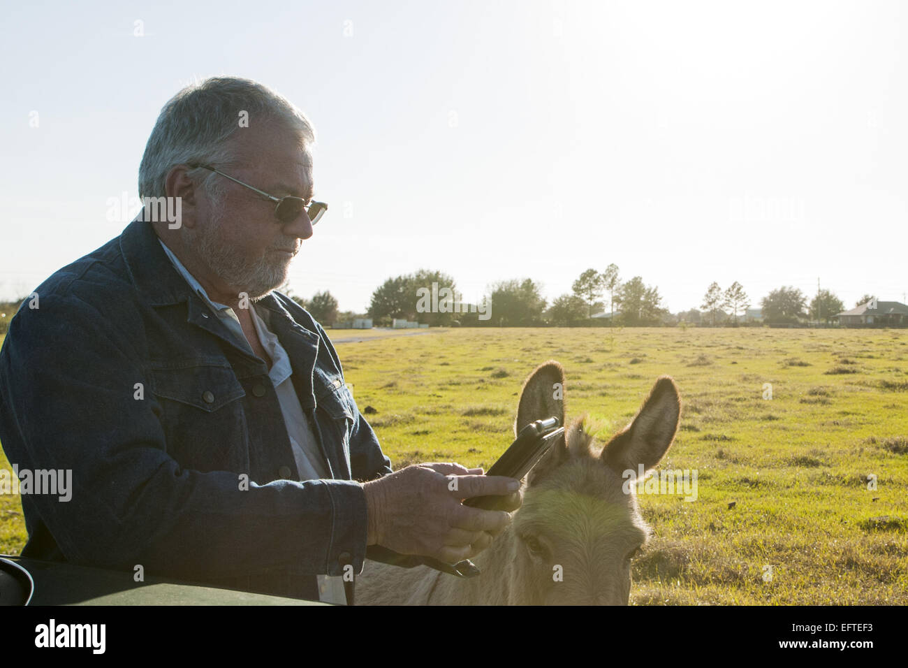 Cattleman is in the pasture.  He is working with a tablet. Stock Photo