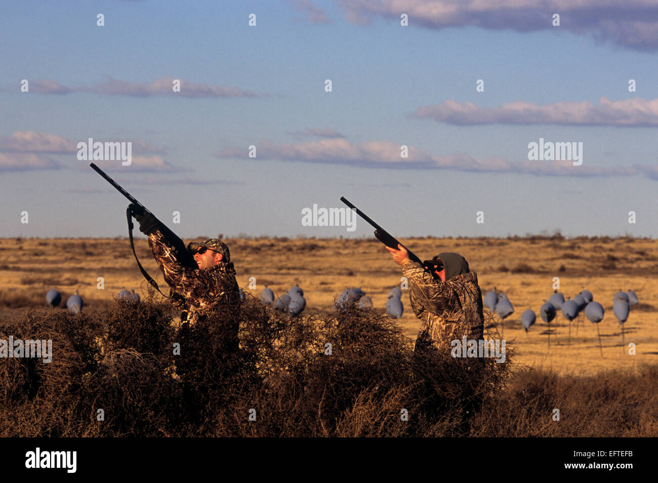 Sandhill crane hunting in the Texas Panhandle Stock Photo Alamy