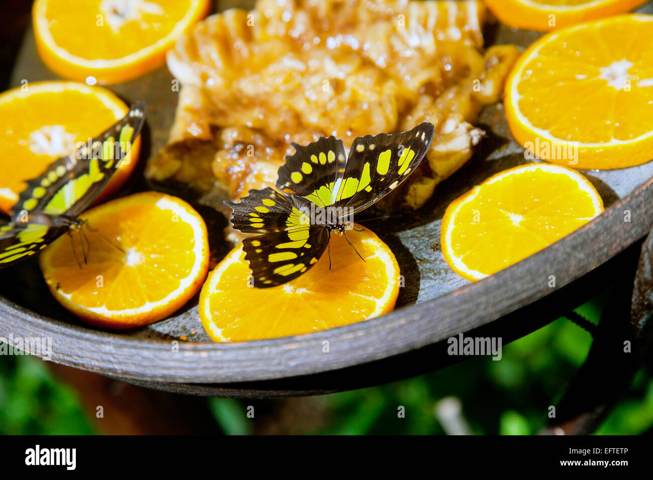 Black And Yellow Butterfly Feeding On Slices Of Oranges In
