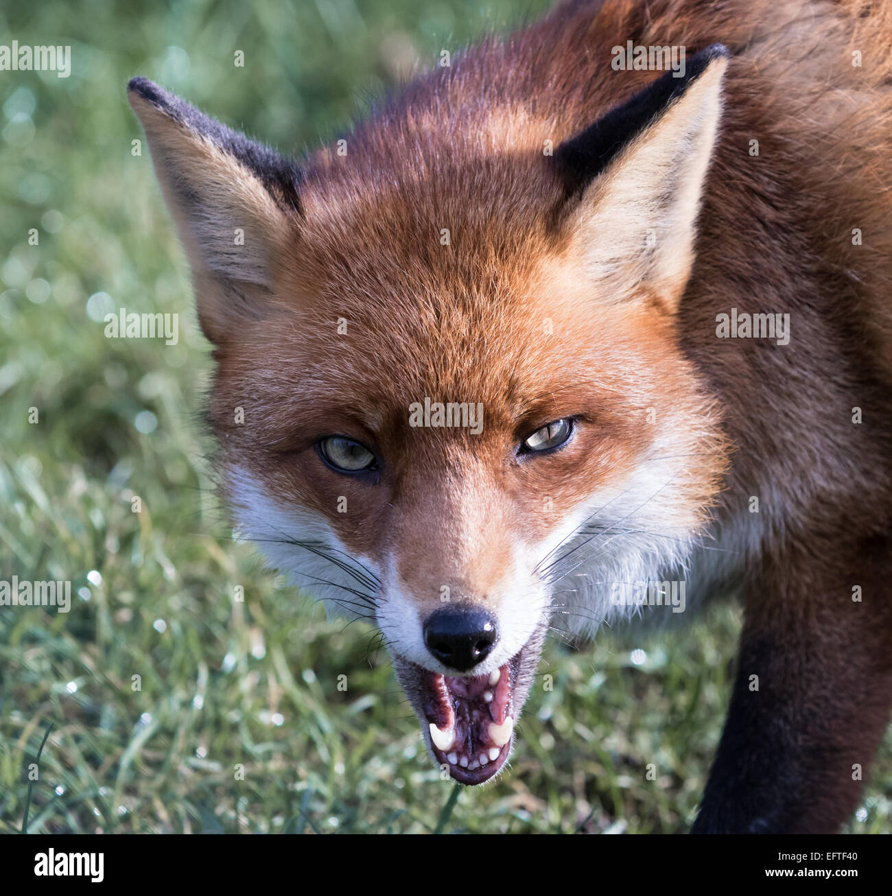 do foxes growl like dogs do foxes growl like dogs
