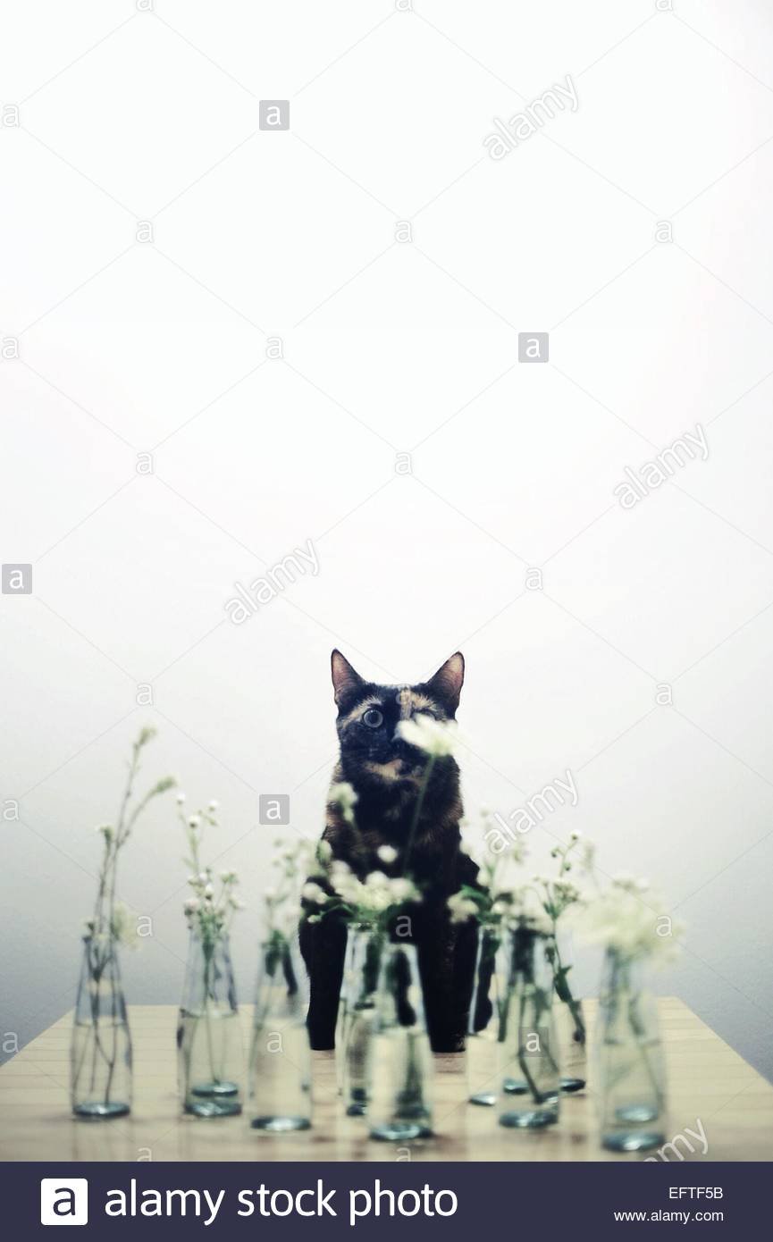 Cat Sitting In Front Of Glass Vases Stock Photo 78600071 Alamy