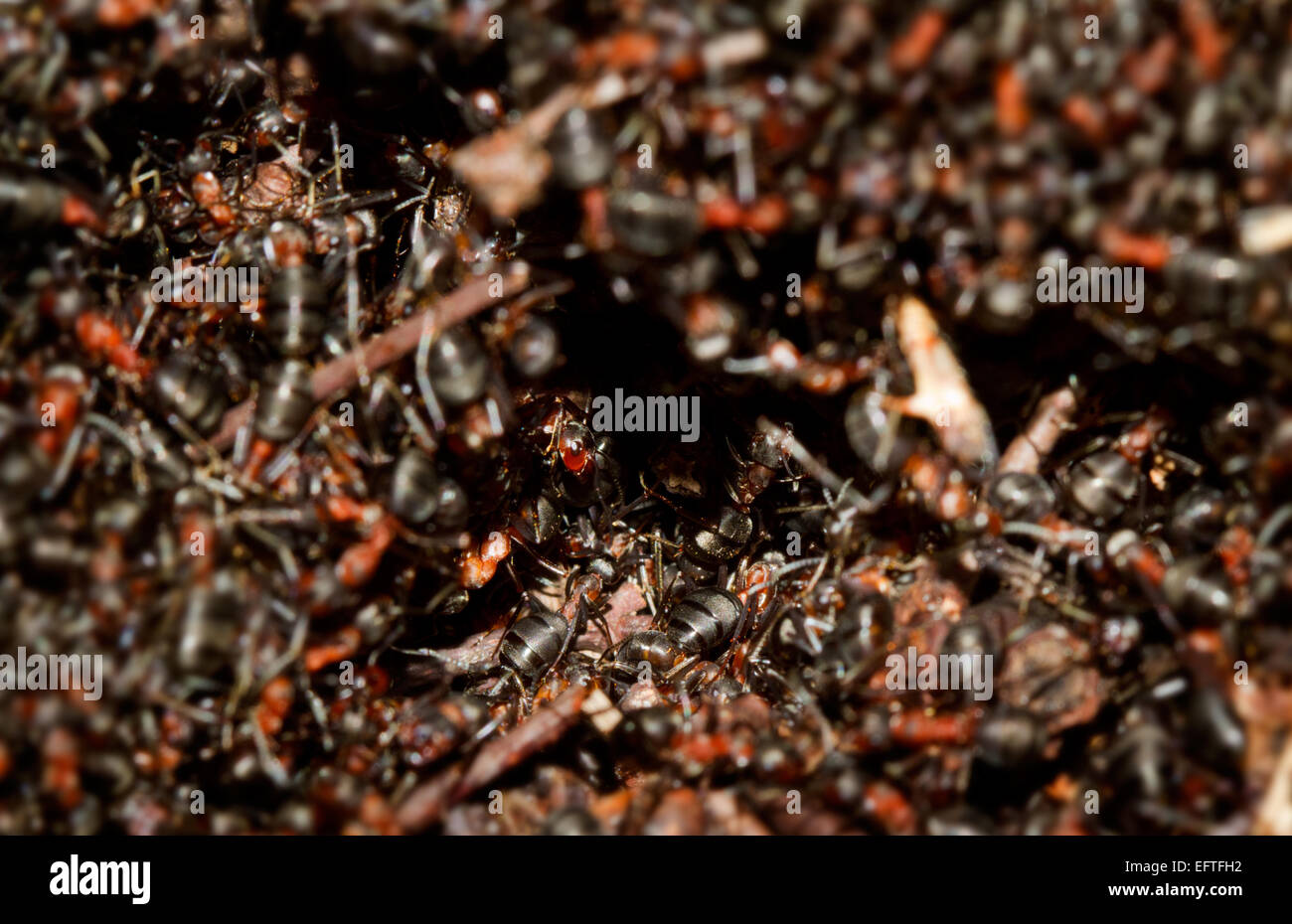 Hundreds of European red wood ants (Formica polyctena) crawling on an anthill in the first sun of early spring. Stock Photo