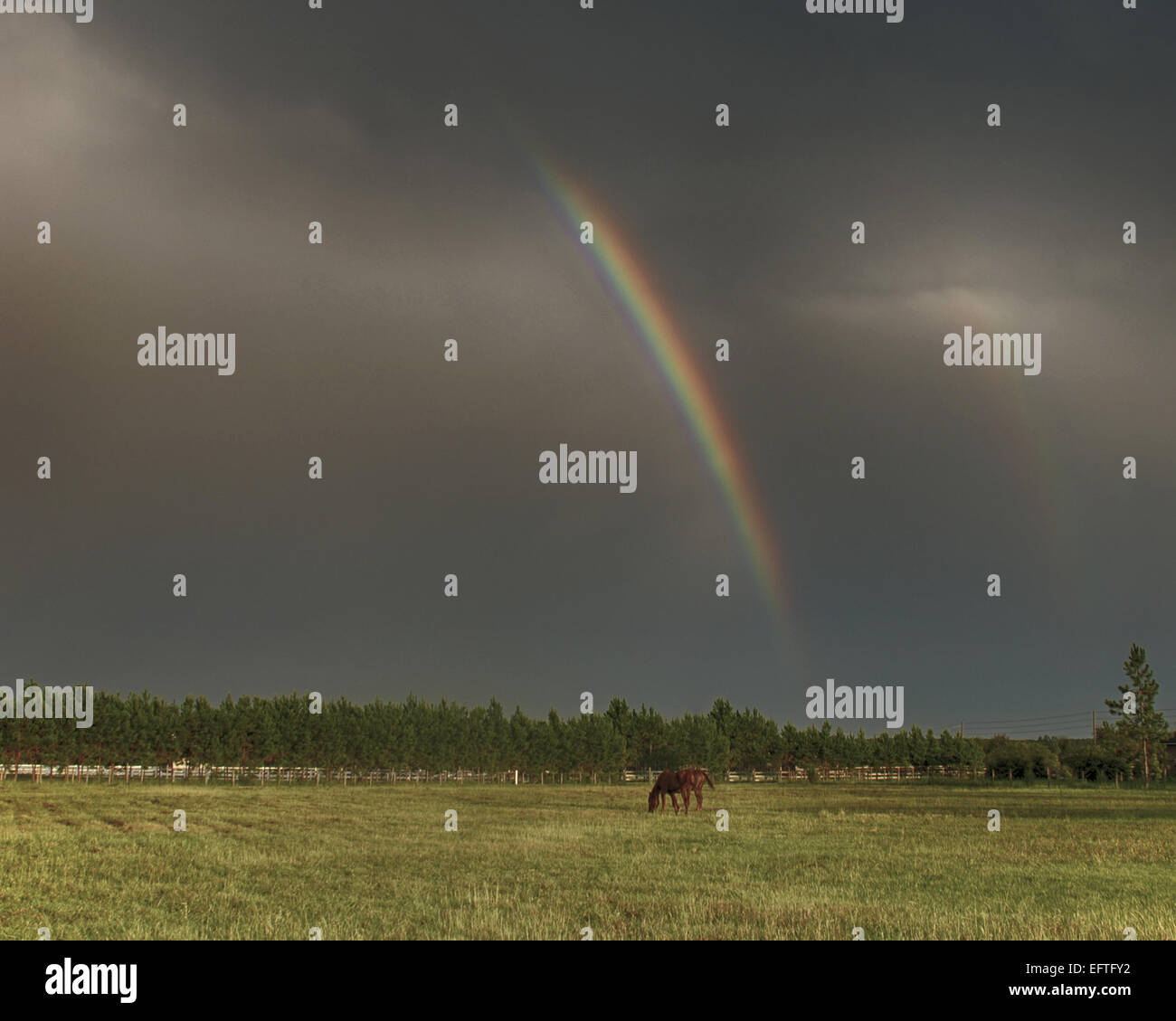 Double Rainbow Across A Field With Horses The Sky Is Dark Stock Photo Alamy