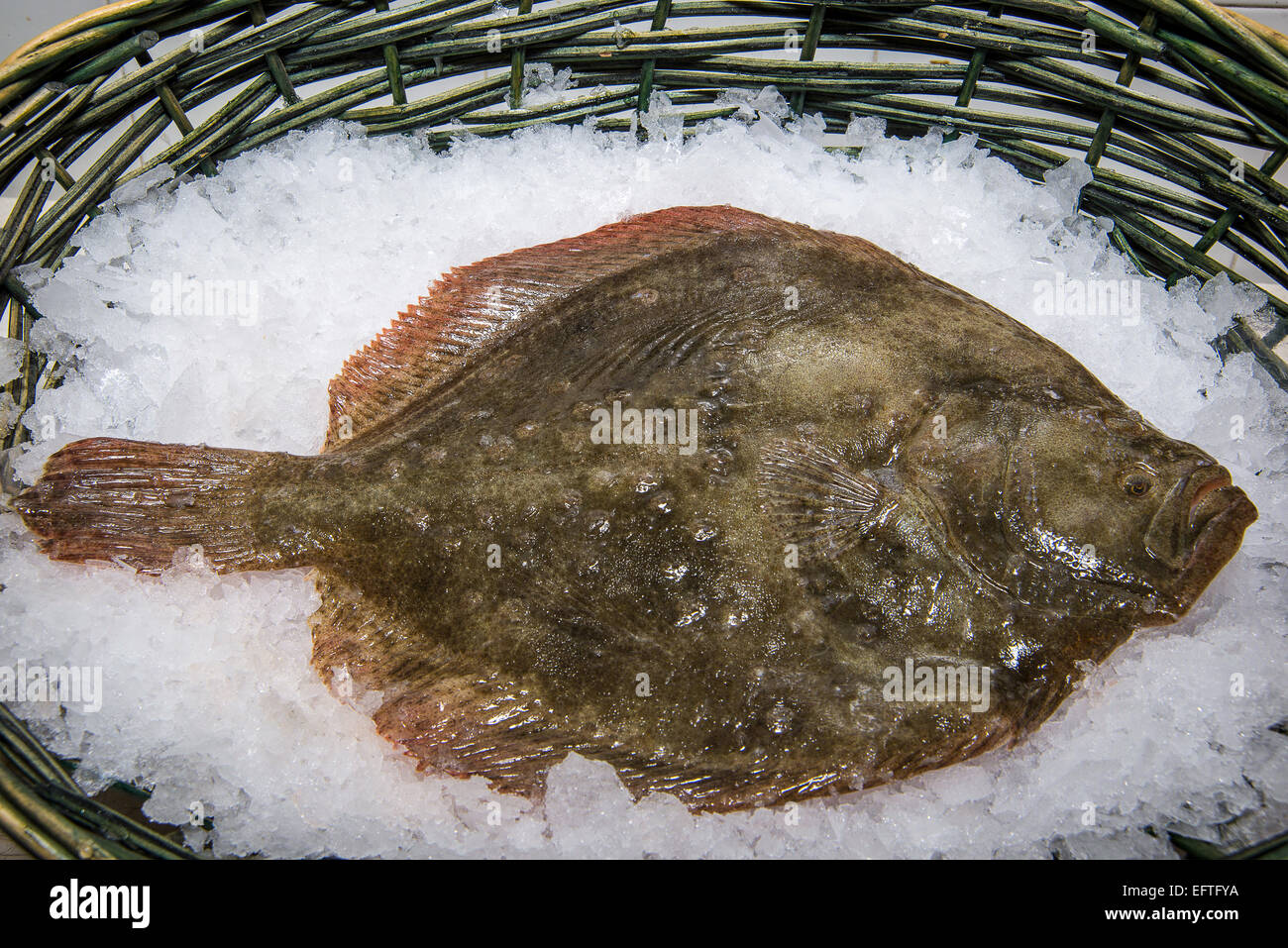 Italy, Marche, Ascoli Piceno, San Benedetto del Tronto, fresh fish of the Adriatic ,  rhomb. Stock Photo
