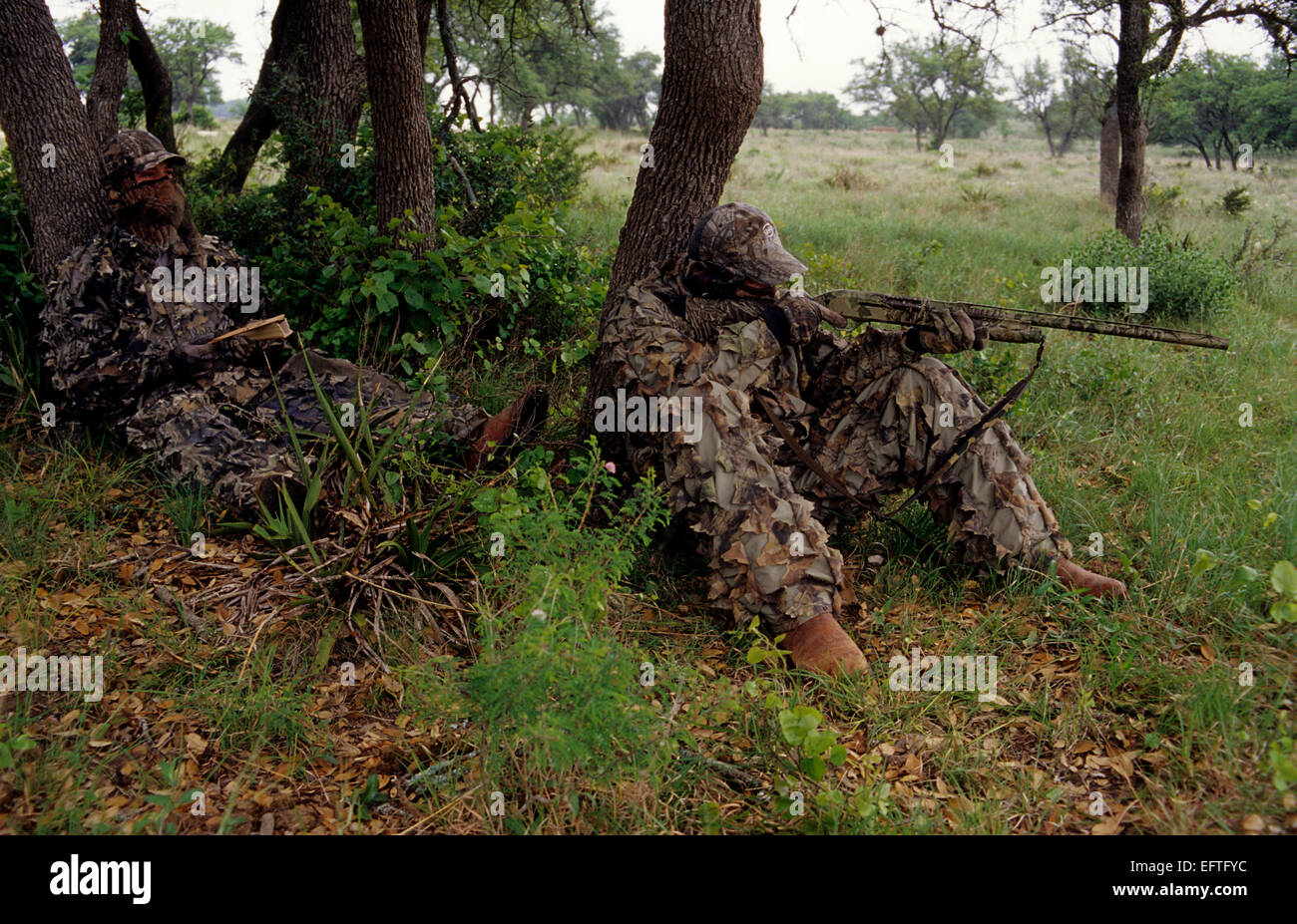Spring turkey hunters calling turkeys and aiming shotgun Stock Photo