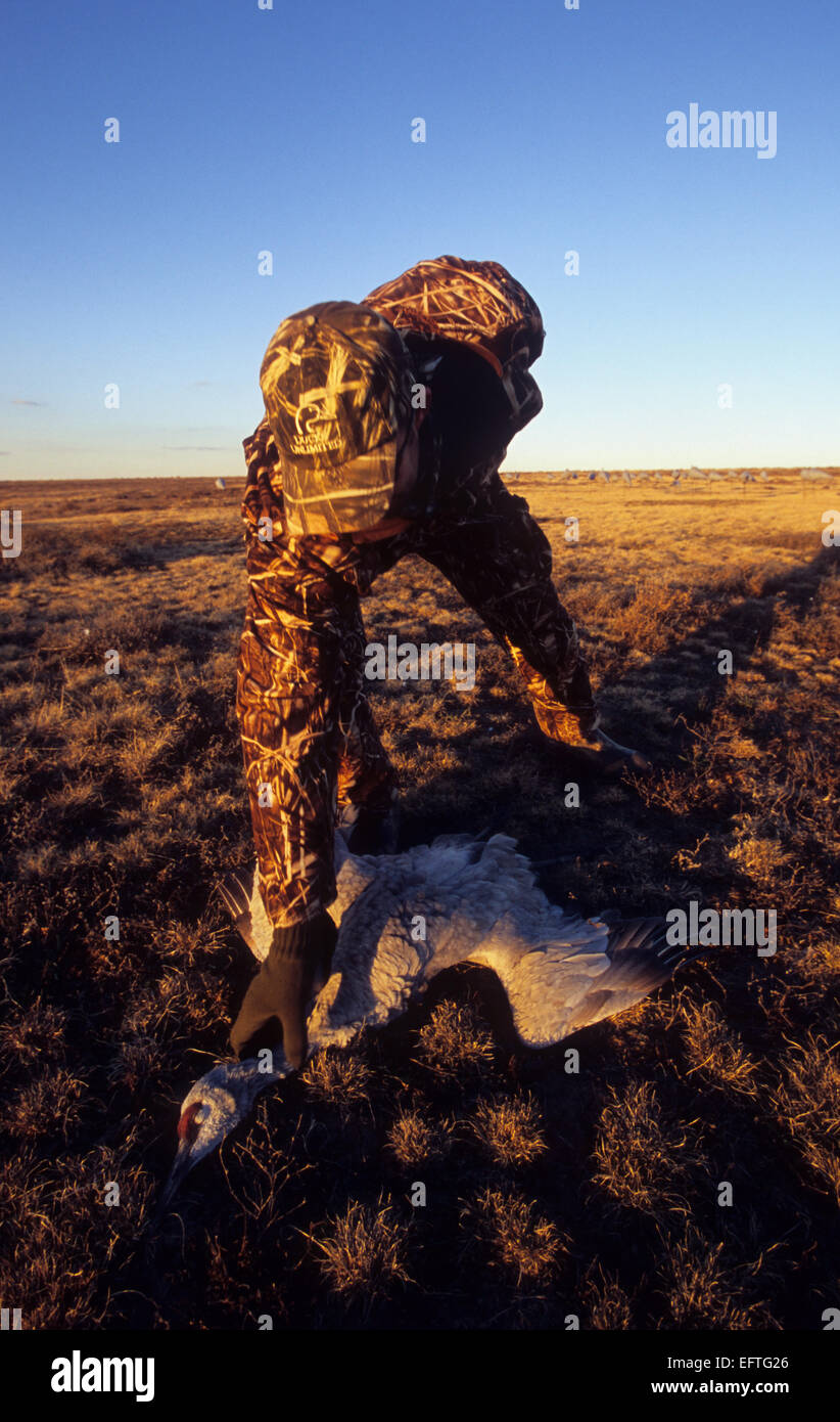 Sandhill crane hunting in the Texas Panhandle Stock Photo Alamy