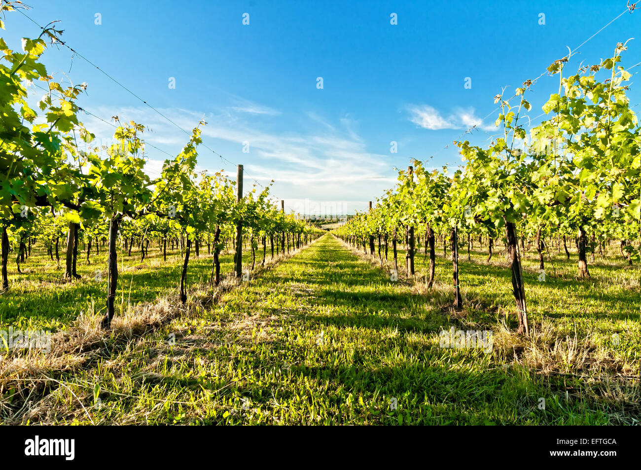 A vineyard in Reggio Emilia hills in Emilia Romagna, Italy, in springtime Stock Photo