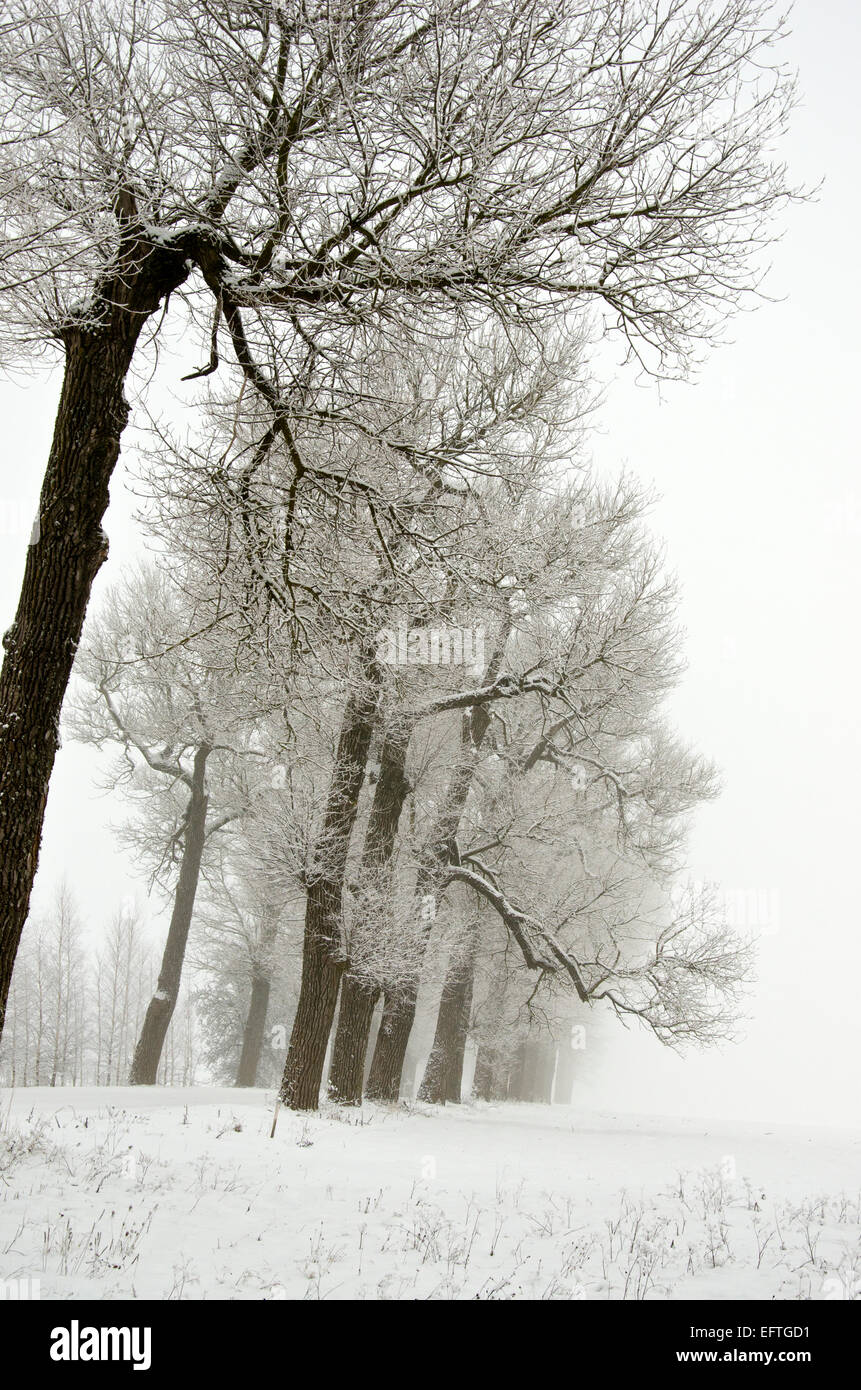 winter landscape with old road tree alley and morning fog Stock Photo ...