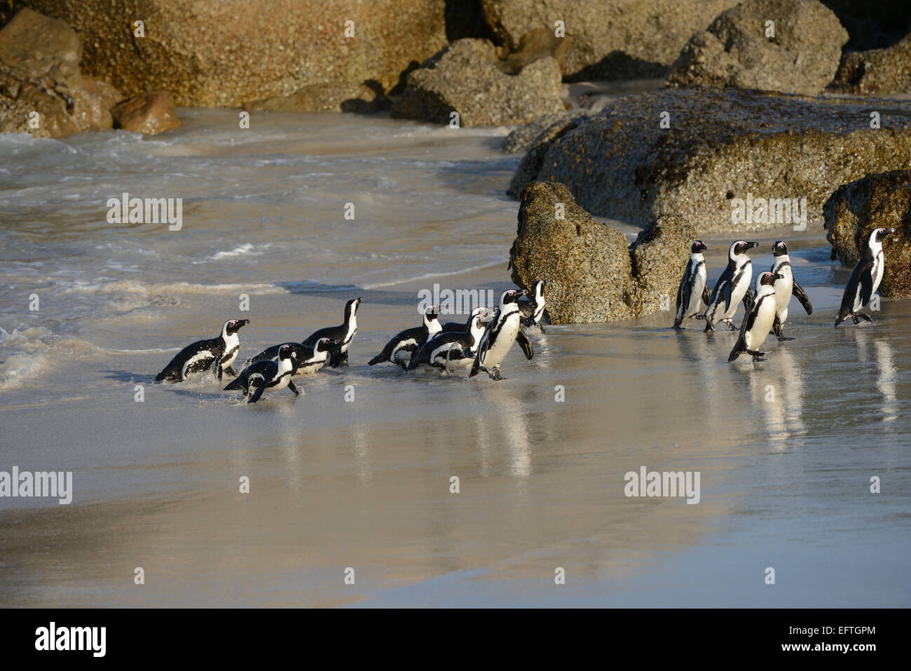 African Penguins (Spheniscus demersus) at a beach near Cape Town in South Africa. Stock Photo