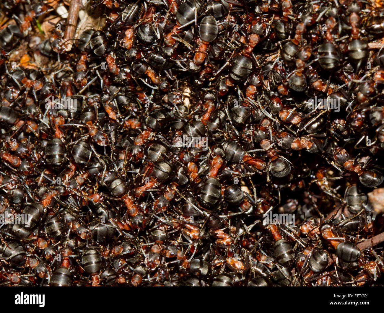 Hundreds of European red wood ants (Formica polyctena) crawling on an anthill in the first sun of early spring. Stock Photo