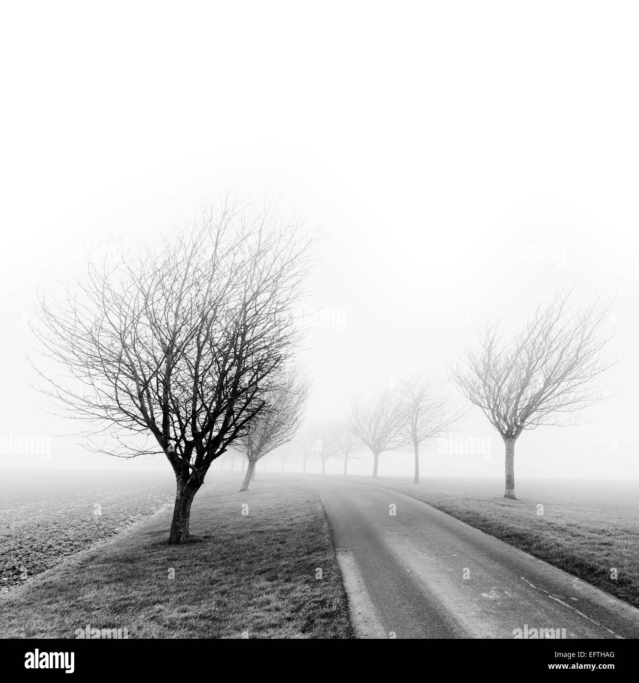 Black and white image of cherry trees in fog on the east Yorkshire Wolds in winter. Stock Photo