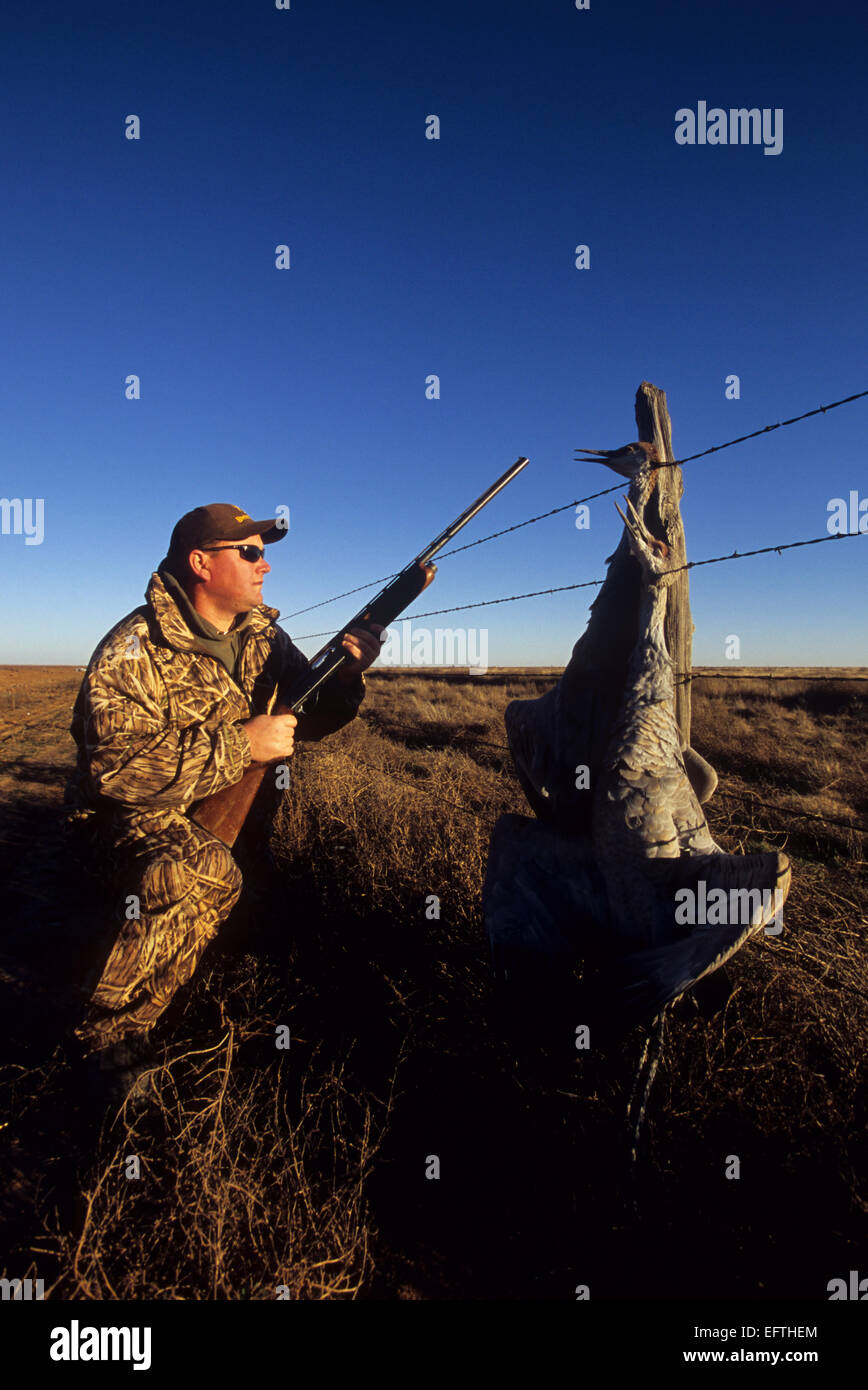Sandhill crane hunting in the Texas Panhandle Stock Photo Alamy