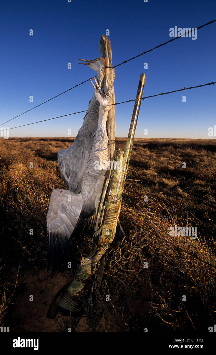 Sandhill crane hunting in the Texas Panhandle Stock Photo Alamy