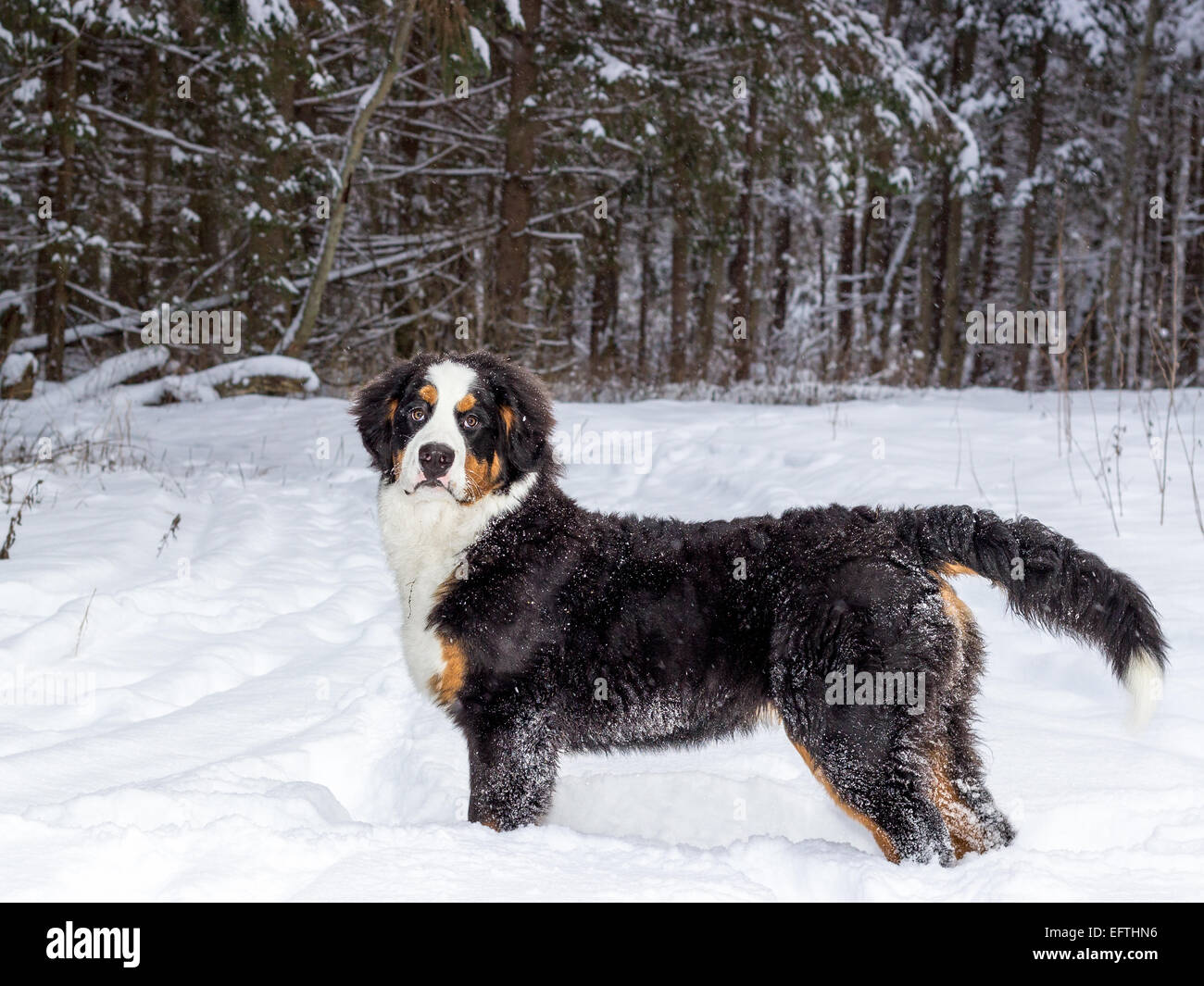 Bernese mountain dog long hi-res stock photography and images - Alamy