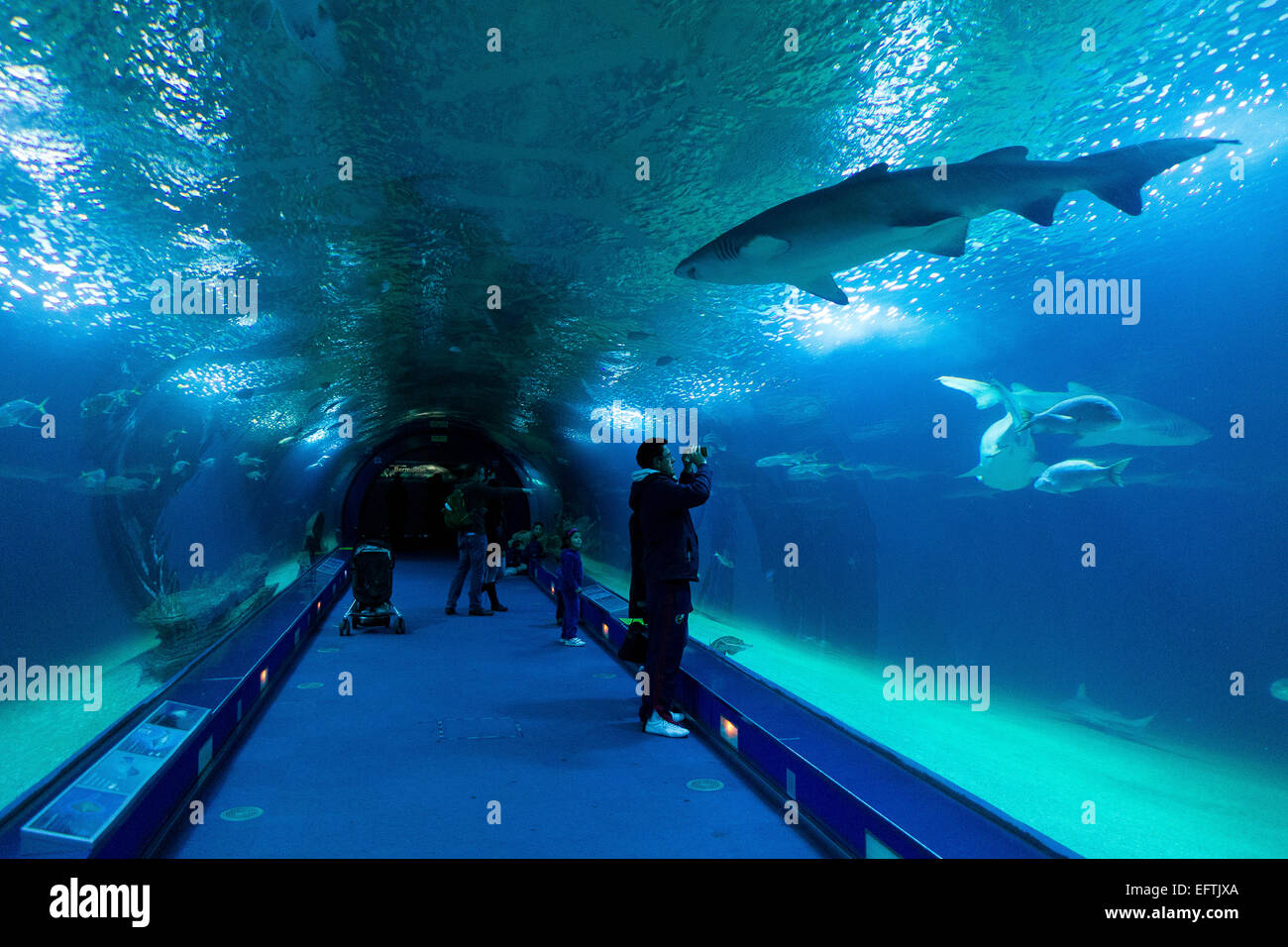 Oceanografic  aquarium. Stock Photo