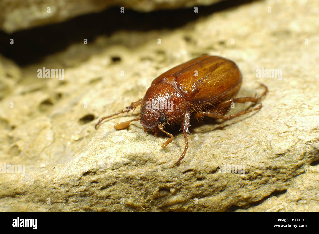 Hesse, Germany. 10th February, 2015. HANDOUT - A handout picture made available on 10 February 2015 by Franz Rahn shows a rhizotrogus cicatricosus, a red-brown, around 1.5cm-long scarab in Kassel, Germany. The rare scarab has been identified in Hesse for the first time. A Kassel-based biologist and beetle specialist discovered it on Dreienberg hill in the north of the Rhoen region. Photo: FRANZ RAHN dpa ( and with mandatory source credit: source 'Franz Rahn') Credit:  dpa picture alliance/Alamy Live News Stock Photo
